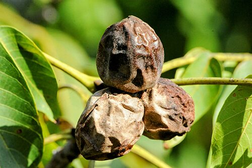 walnut-tree-nuts