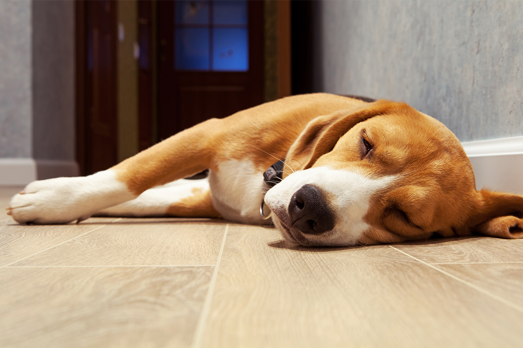 how to clean wood flooring pets