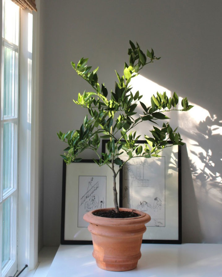 houseplant trend citrus tree