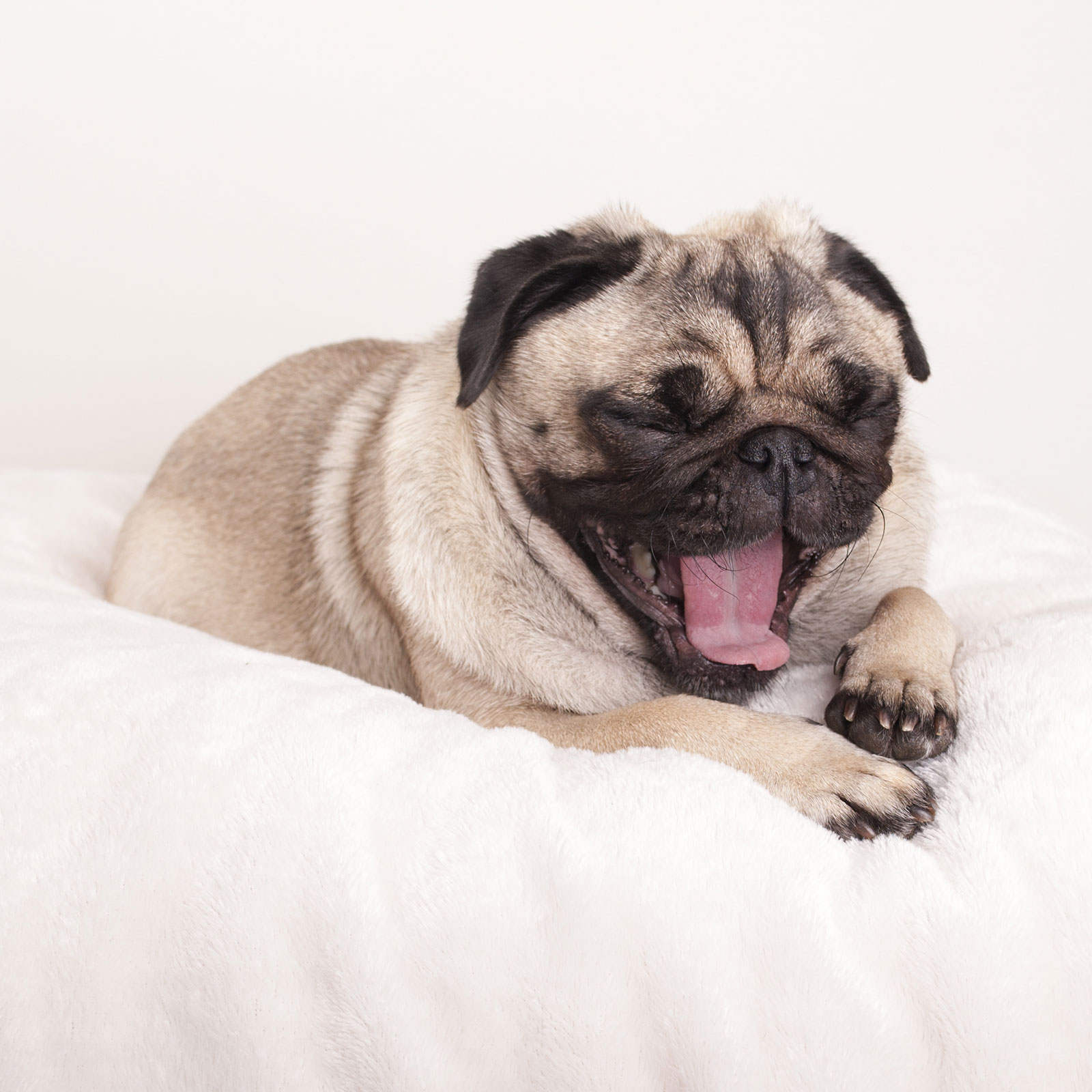 happy & healthy at home yawning dog