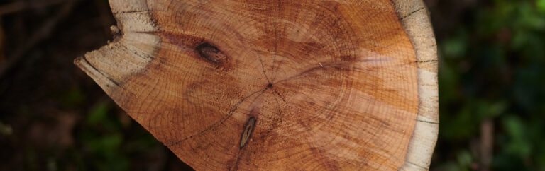 close up of a tree core