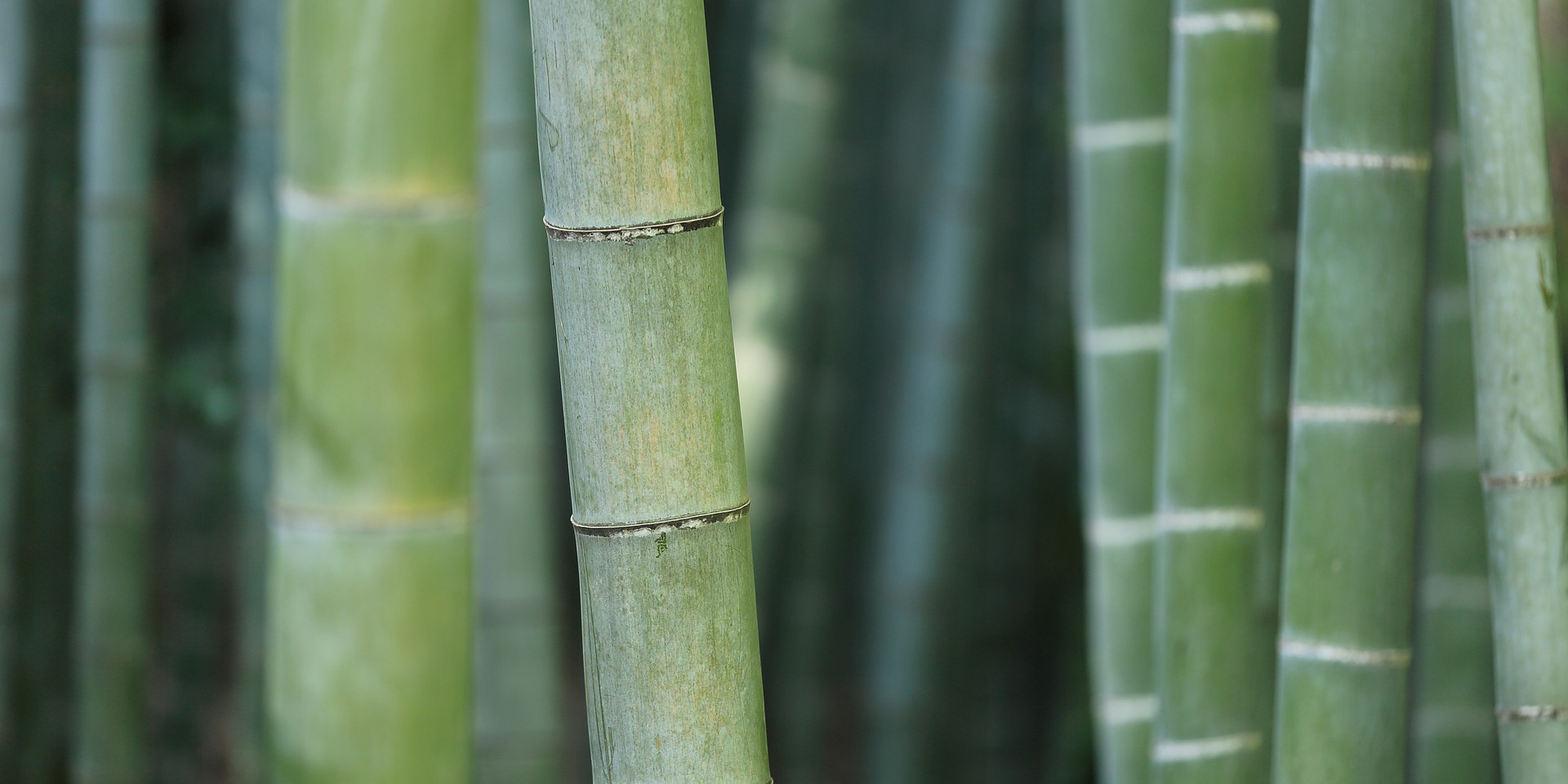 cane bamboo flooring