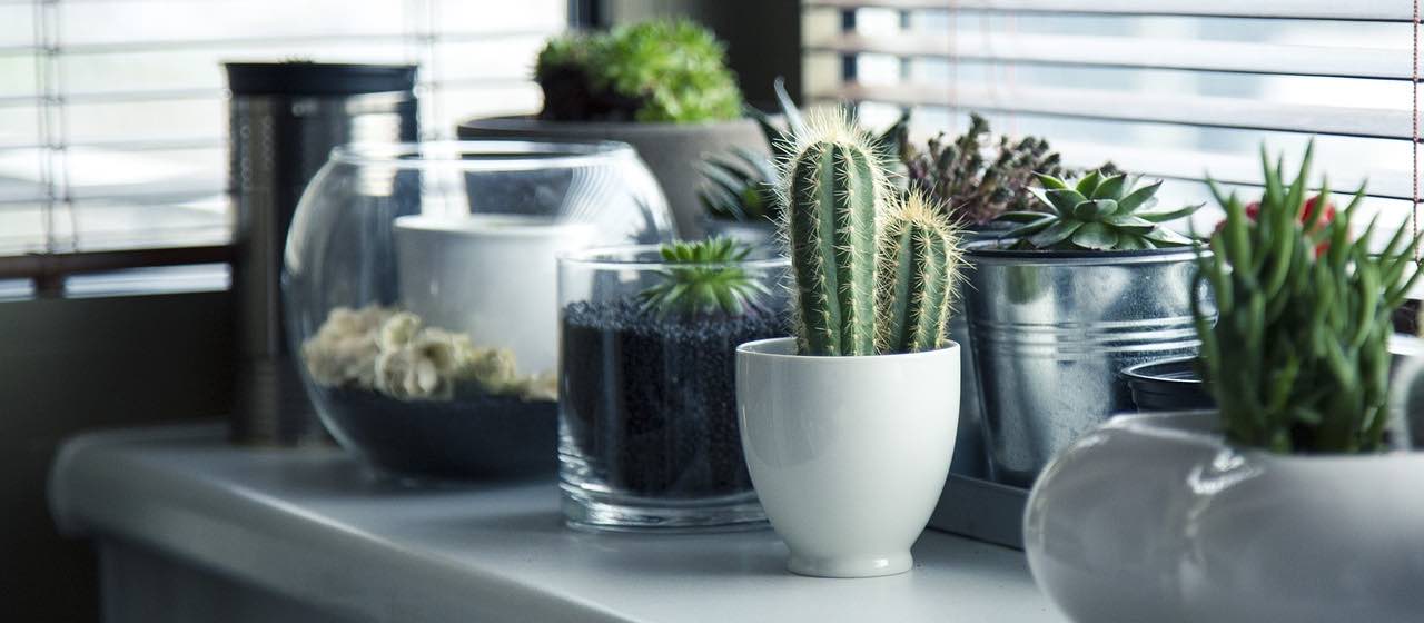 plants in modern interior design