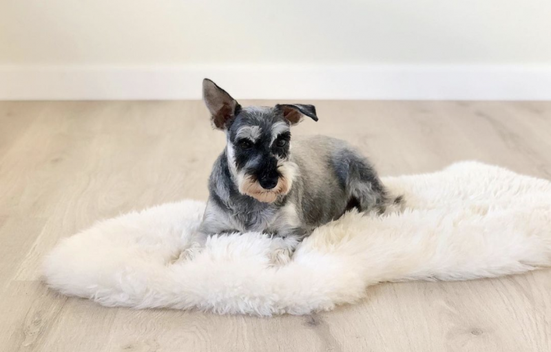 Discover durable flooring options for dog nails and pet accidents